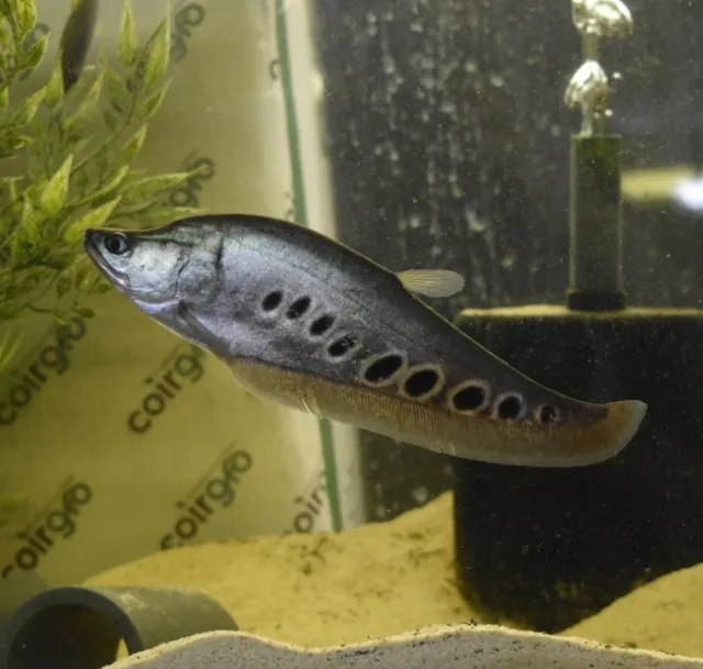 Live Clown Knife Fish (7-8" Freshwater Aquarium Fish) *PLS READ DESCR*