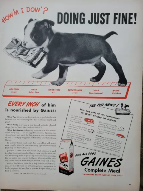 1940s Gaines Meal dog food Boston Terrier puppy vintage ad