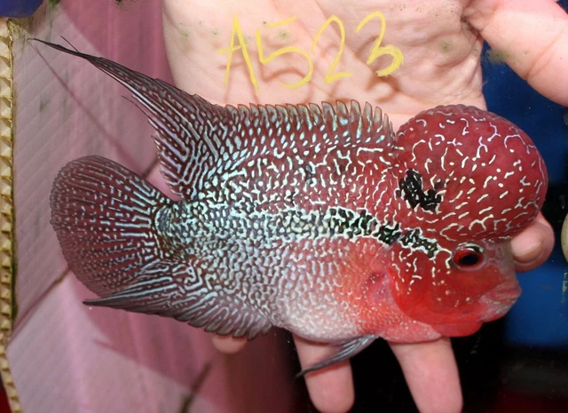 5" High Grade Super Red Dragon A523