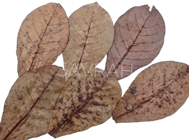 Indian almond leaves Dried catappa,ketapang for fish,shrimp,betta&aquarium care