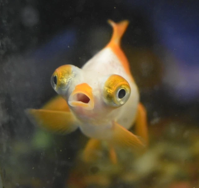 Live Telescope Fancy Goldfish (2" Freshwater Aquarium Fish)  *PLS READ DESCR*