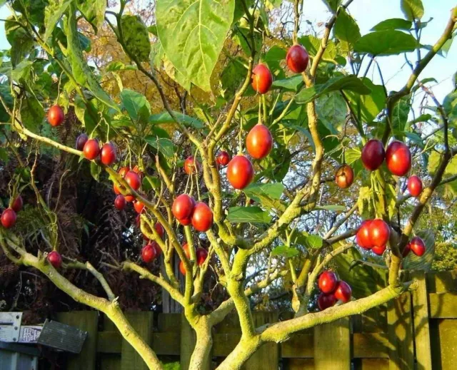 Tamarillo Cyphomandra betacea solanum betaceum Tree Tomato fruits - 20 seeds