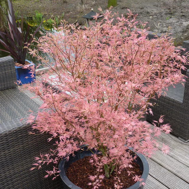 You Garden Acer Palmatum 'Taylor' in 3L Pot Potted Trees for English Gardens