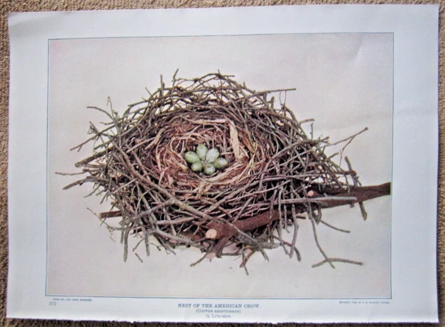 1903 Antique American Crow Bird Nest Lithograph Print