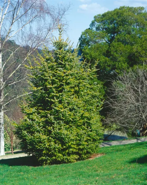 Goldfichte Picea abies 'Aurea' mB 50-60cm winterhart immergrün
