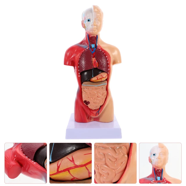 Science Lab Torso Model HUMAN TORSO MODEL Biology Learning Tools Anatomy Human Model Anatomy ...