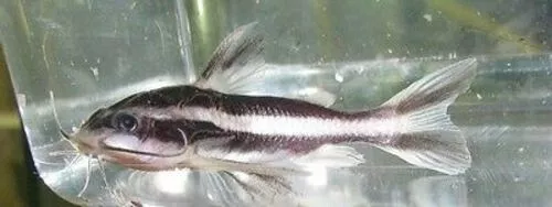 Striped Raphael Catfish Live Freshwater Aquarium Fish