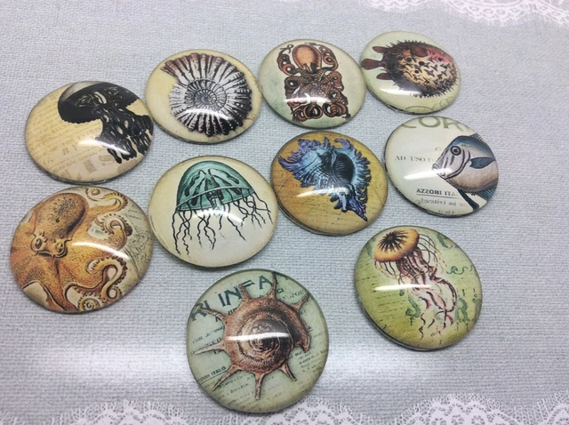 10 Ocean Sea Fish Cabochons 16-25mm Mixed Round Glass Picture Dome Flat Back 2
