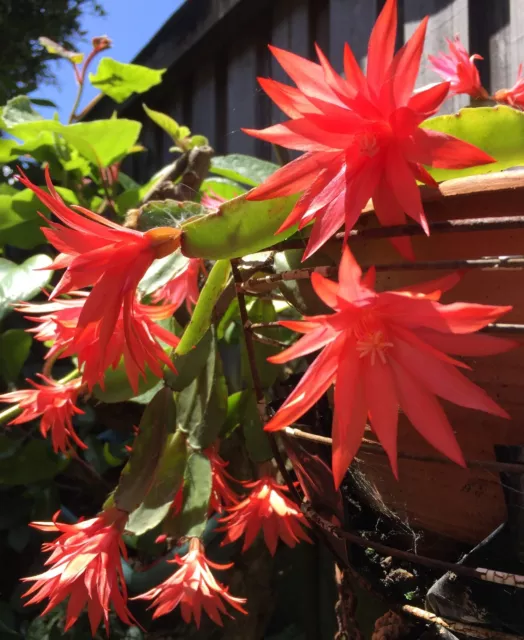 Easter Cactus ~ Rhipsalidopsis Gaertneri ~ Red Flowers x  2  fresh Cuttings