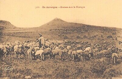 Cpa 63 En Auvergne Moutons Dans La Campagne