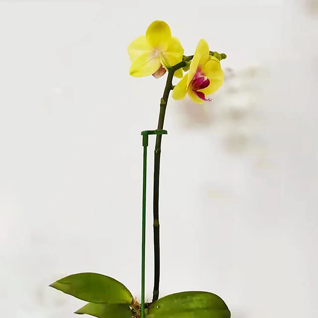 40 Pcs Plastic Flower Support Fixed Flower Holder Potted Plants Climb 3