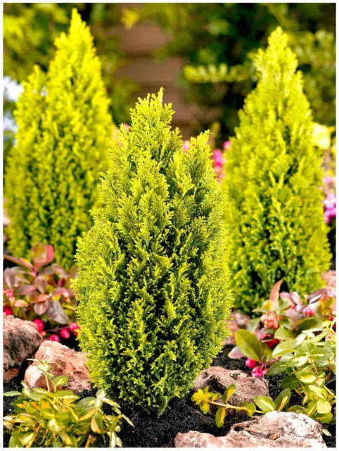 [x2] Dwarf Conifer Chamaecyparis Lawsoniana 'Ellwoods Gold' | P9 Pot Plants