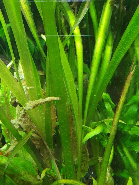 3X VALLISNERIA GIGANTEA, Riesenvallisnerie, Wasserpflanze