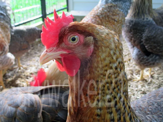 10+ Bielefelder Fertile Hatching Eggs.  Flock is from 2011 & 13 import bloodline