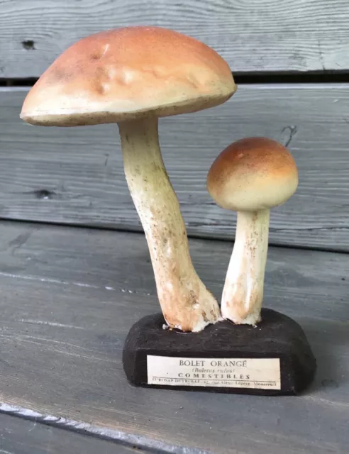 Deyrolle Paris Pilz Schul-Modell Naturwissenschaft