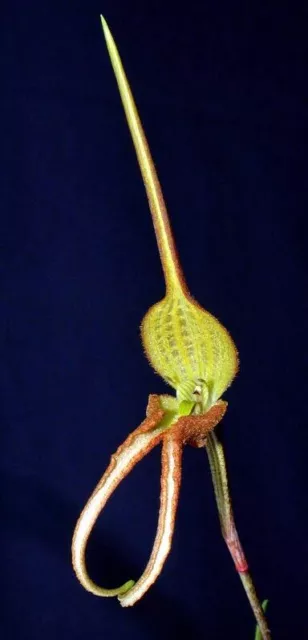 Species Orchid - Bulbophyllum schmidii