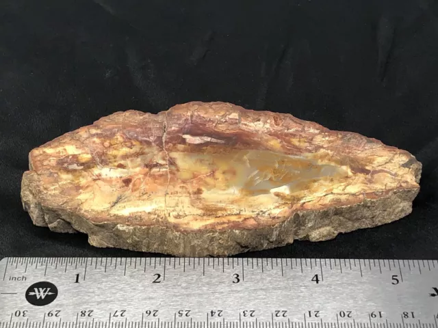 Petrified Wood Slab Complete Round Slice Polished 7.5oz N11