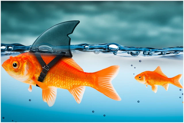 Gold Fish Shark Funny Water Aquarium Fishing Art Wall Room Poster - POSTER 20x30