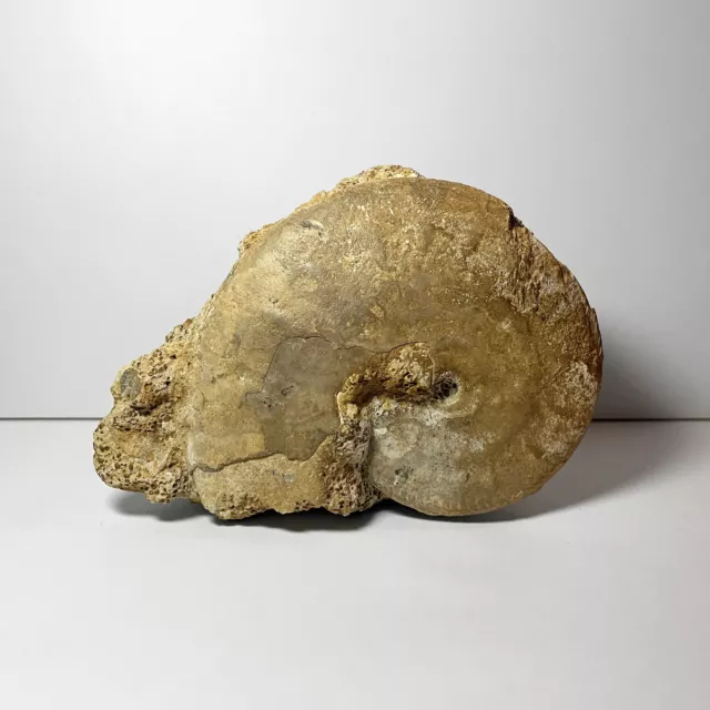 Nautilus oder Ammonit (?) im Stein - ca. 125 x 90 x 45 mm - ca. 430 g