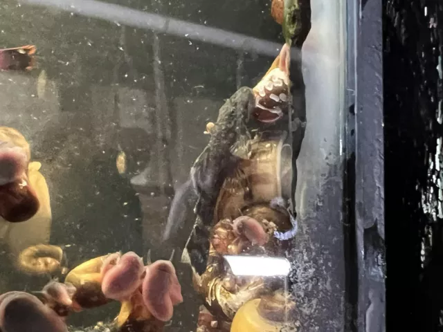2 Chocolate BRISTLE-NOSE PLECO 1-2 inch Fish