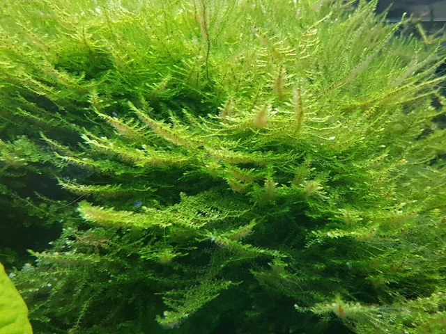50ml Christmas Moos, Vesicularia montagnei, Christmasmoos, Aquarium Pflanze Nano
