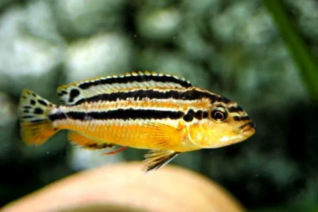 5x African Cichlid Live Fish - Auratus (Melanochromis auratus) 1"-1.5"