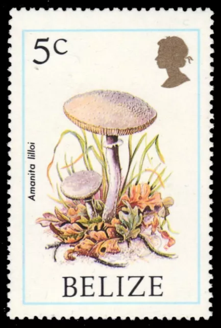 BELIZE 843 - Mushrooms of Belize "Amanita lilloi" (pb84592)