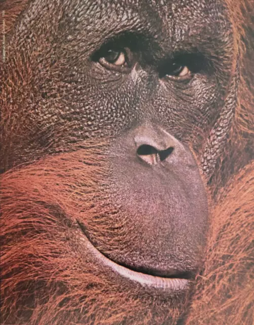 Orangutan Kodak Kodacolor VR 200 Film Original Ad 1984 Natural History ~8x11"