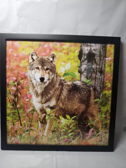 Framed Wolf Calendar Picture 13" square