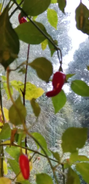 Mayan Cobanero (Guatemalan) Chilli Seeds - Smokey, Red, Hot, Rare