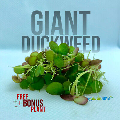 60+ Giant Duckweed (+FREE BONUS PLANT) Aquarium Floating Plant