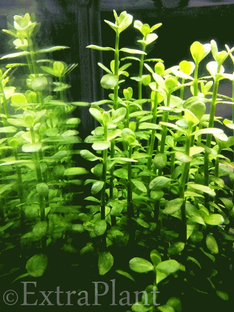 Bacopa Monnieri Moneywort Freshwater Live Aquarium Plants Bunch BUY2GET1FREE*