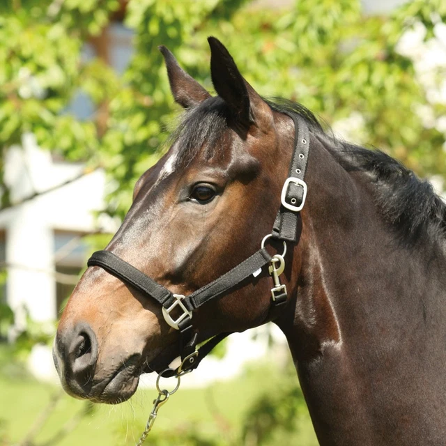 licol de travail cheval pur sang arabe de show