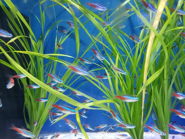 8+2 Neon Tetra (Medium size) Live Fish 2 Day Fedex Shipping