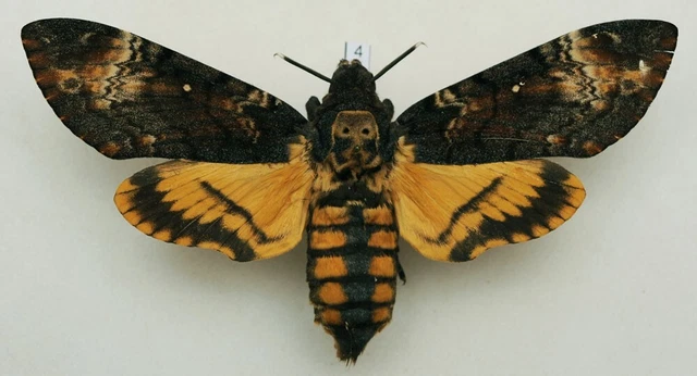Acherontia atropos - Death's-head Hawk-moth - #4 - wingspan 123 mm - female
