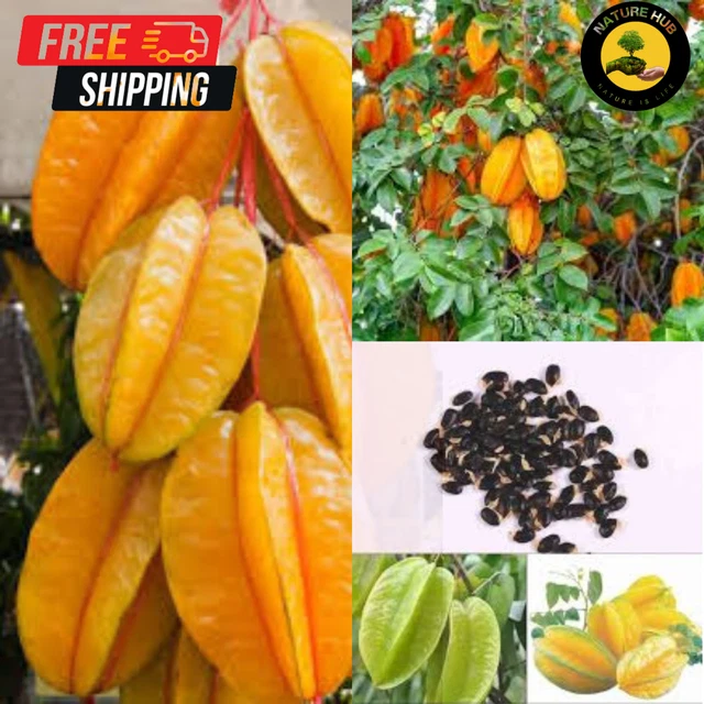 STAR FRUIT Organic AVERRHOA CARAMBOLA 10 Seeds Sweet Heirloom Exotic Tropical