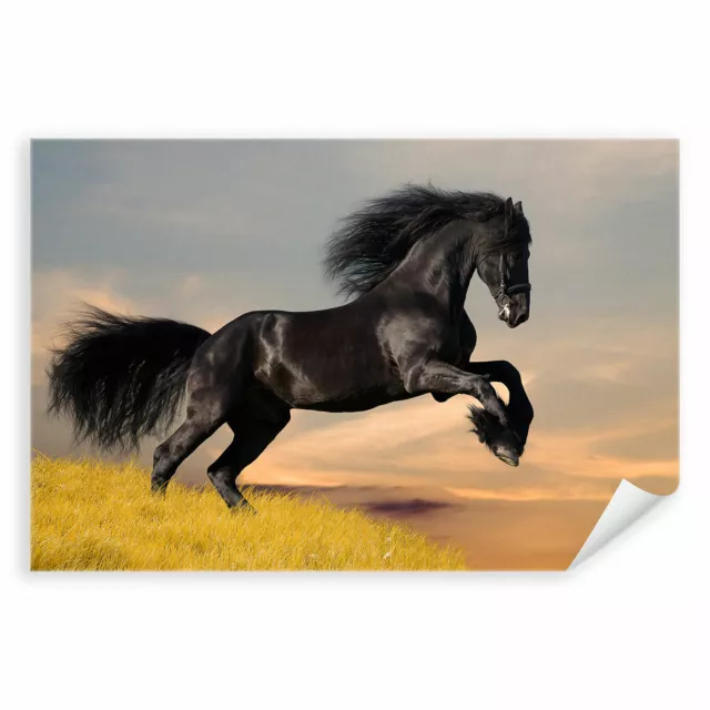 Postereck 0213 Poster Leinwand Schwarzes Pferd, Rappe Hengst Tier Reiten Natur