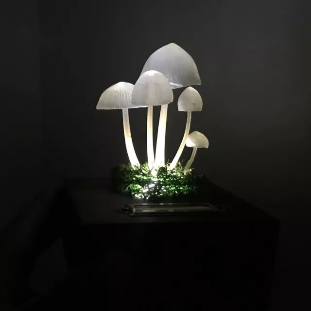 Oddities / Cabinet de curiosités / boite bois champignon lumineux