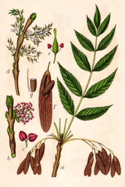 "1. Seite: Gemeine Esche, Fraxinus excelsior; mit 6 Detailzeichnungen; Rückseite