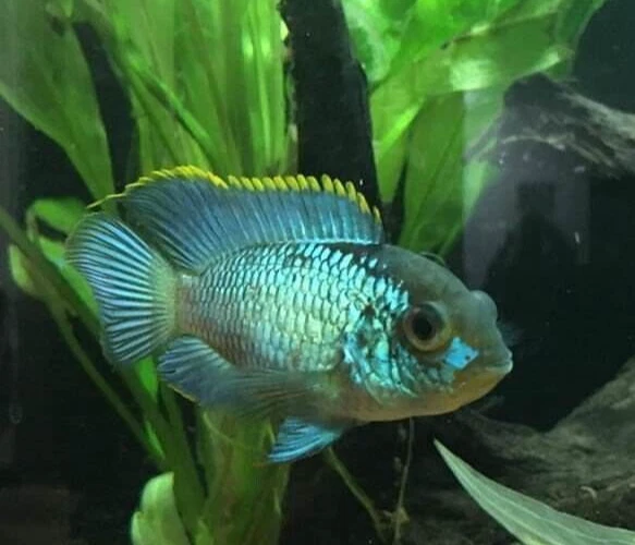 Blue Acara (Andinoacara pulcher)  - Live Freshwater Fish Cichlid