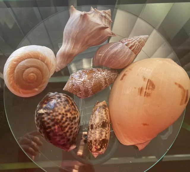 Sea Shell Lot Beautiful Large Melo Volute, Conus, Oliva, Tulip, Cowrie Mixed