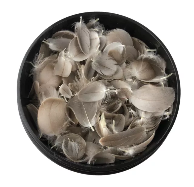 "Pequeñas plumas naturales reales de borde de ala para pájaro para artesanías lote de 50 1/4 - 3/4"