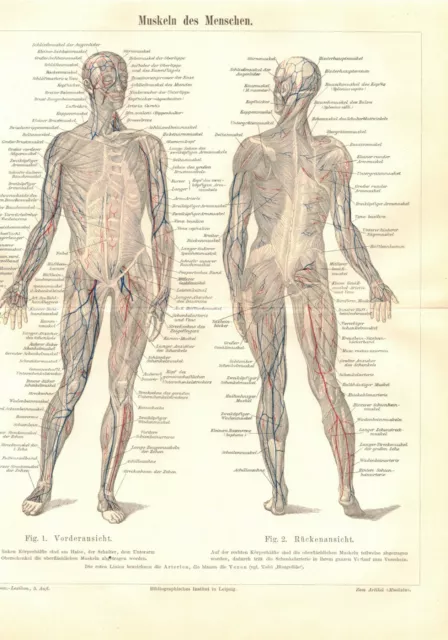 Muskeln  des Menschen, alter Stich um 1900 (D104)