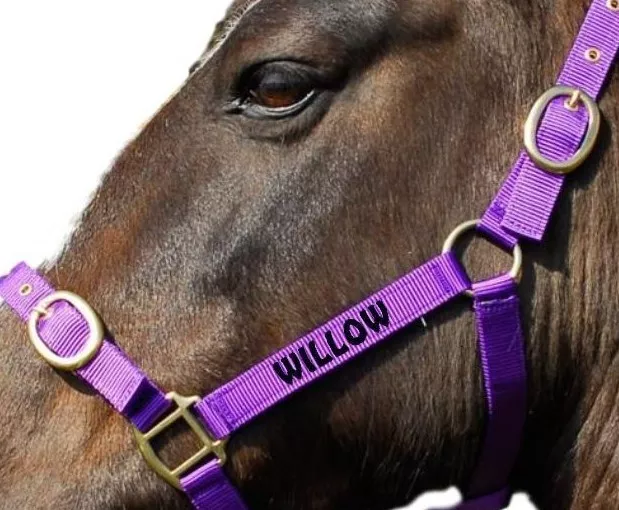 Personalised headcollar online