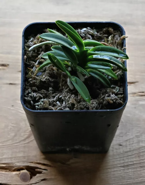 Neofinetia falcata - blooming size