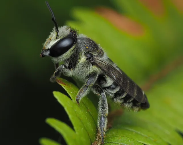 Leafcutter Bee, (Garden Bee) cocoons for Your Summer Garden