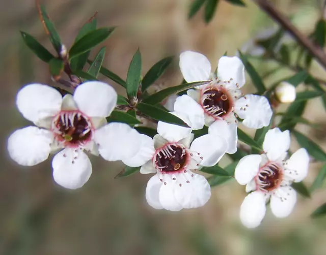 Leptospermum  Manuka , mirto  flores blancas  para miel 50 semillas seeds