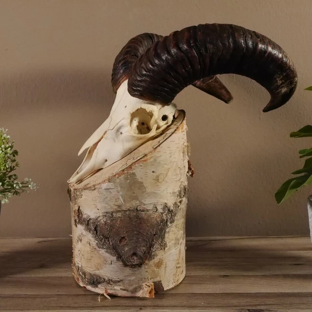 Mufflon Aries Cornamenta Trofeo de Calavera Hornlänge 44CM En Standsockel 3