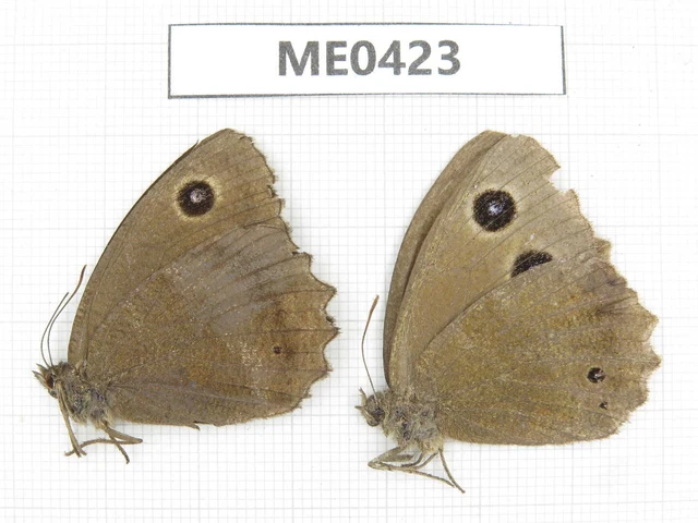 Butterfly. Minois dryas. Jilin, Baishan, Fusong county. 1P. ME0423.