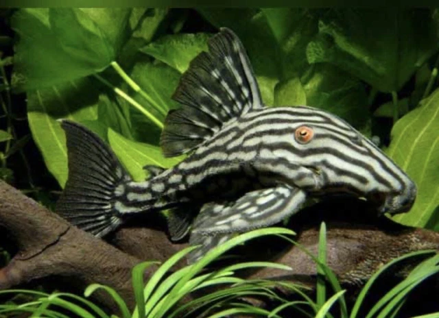 L330 Watermelon Royal Pleco 4”